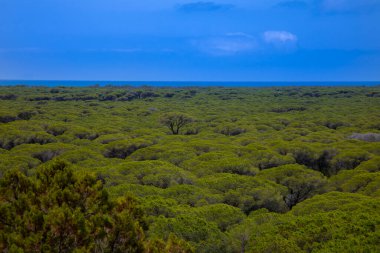  Tuscan Maremma 'daki büyük bir çam ormanı yukarıdan fotoğraflandı.