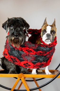 İki köpek, schnauzer ve bir Fransız bulldog büyük bir atkıda.