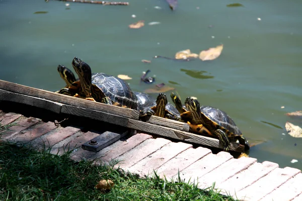 Kleine Schildkröten Schwammen Zum Teichrand — Stockfoto