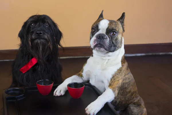 small dogs schnauzers and french bulldog drink a cup of tea like people