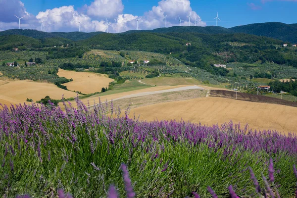 Paisagem Toscana Período Floração Lavanda — Fotografia de Stock