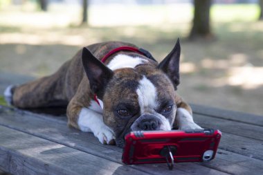 Hüzünlü buldog sıkıldı ve telefonda yatıyor.