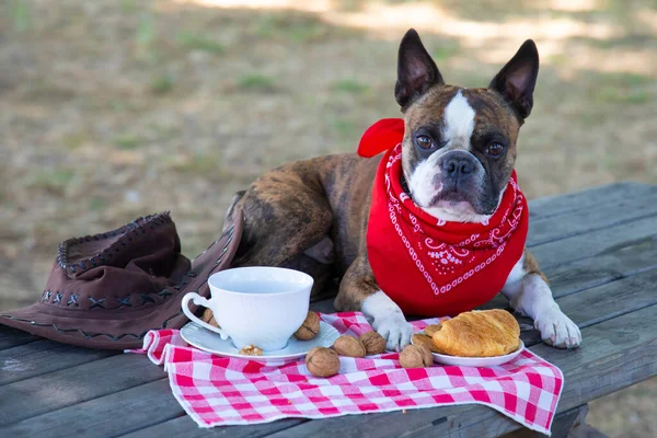 french bulldog dressed like a cowboy eating breakfast like a man . he  eating croissants drinking tea