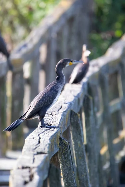 Großer Graukormoran Sitzt Auf Dem Geländer Der Brücke — Stockfoto