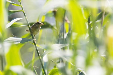 Yazın gölün yanındaki sazlıklarda bülbüller.