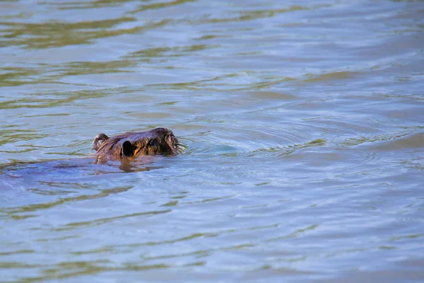 Grande Nutria Nuota Nel Lago Estate — Foto Stock