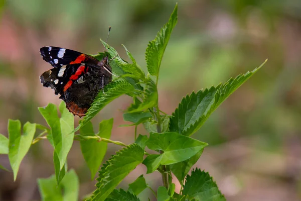 Grande Borboleta Vermelho Preto Branca Uma Folha Urtiga Verão — Fotografia de Stock