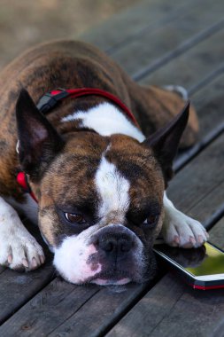 Üzgün köpek Boston Terrier sıkılıyor ve telefonla yatıyor.