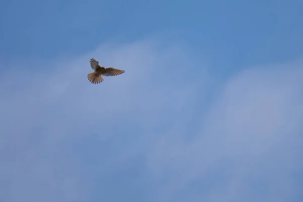 Kestrel Pták Okamžiku Lovu Pozadí Modré Oblohy — Stock fotografie