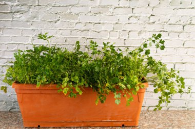 Maydanoz, beyaz tuğlalı arka planda bir tencerede yetişir.