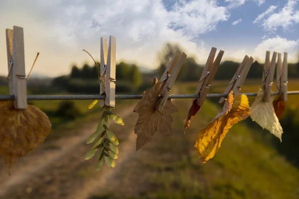 Hello autumn, autumn concept.Yellow autumn leaves are dried on an electric wire against the background of an autumn field and a sunset sky