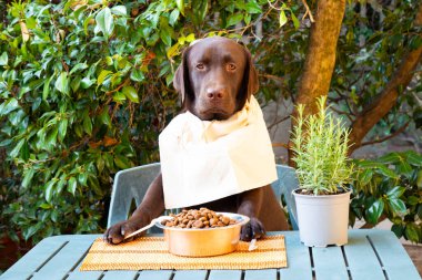 Labrador masada köpek maması kasesi ve mizah fotoğrafı olan biri gibi oturuyor.