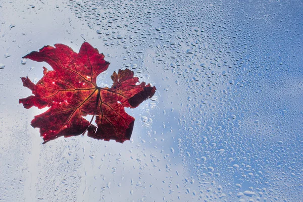 Κόκκινο Φύλλο Σύμβολο Του Προσεχούς Φθινοπώρου Πολύχρωμο Φύλλο Φθινόπωρο Στο — Φωτογραφία Αρχείου