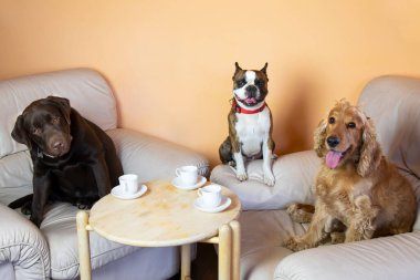 Boston Teriyeri, Labrador ve Cocker salonda koltuklarda insanlar gibi çay içiyorlar, komik bir fotoğraf.