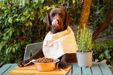 Labrador masada köpek maması kasesi ve mizah fotoğrafı olan biri gibi oturuyor.