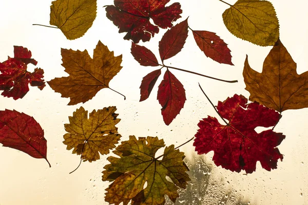 colorful leaves as symbol of the coming autumn.colorful autumn leaves on the window during the rain