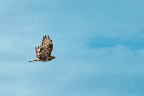 Krkavec Pták Okamžiku Lovu Pozadí Modré Oblohy — Stock fotografie
