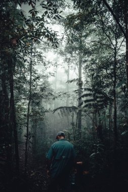  Gizemli sisli bir günde ormanın içinden geçen bir patika. 