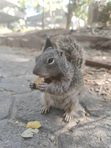 Squirrel eating a cookie