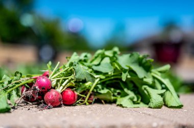 Arka planda sulama makinesi olan bir ev bahçesinden toplanmış taze turplar.
