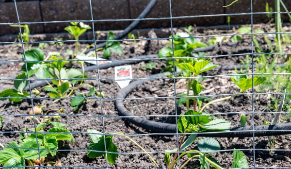 Garden with wire fencing to keep out rabbits. Strawberries planted in rows behind the fence with an irrigation soaker hose snaking between plants — Stock Photo, Image