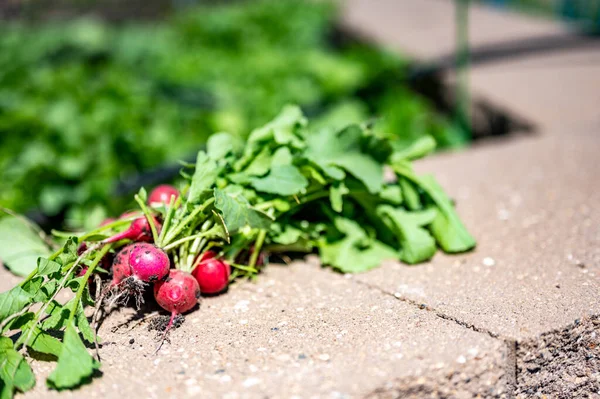 Arka planda sulama makinesi olan bir ev bahçesinden toplanmış taze turplar.