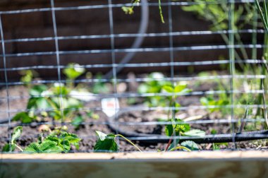 Tavşanları uzak tutmak için tel örgülü bahçe. Çitin arkasındaki sıralara ekilmiş çilekler ve bitkilerin arasına bir sulama hortumu yerleştirilmiş.