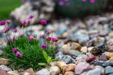 Dekoratif çiçeklerin arasına saklanmış tek bir devedikeni otuna odaklan.