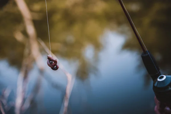 Gancho isca com verme vivo pendurado na linha de pesca — Fotografia de Stock