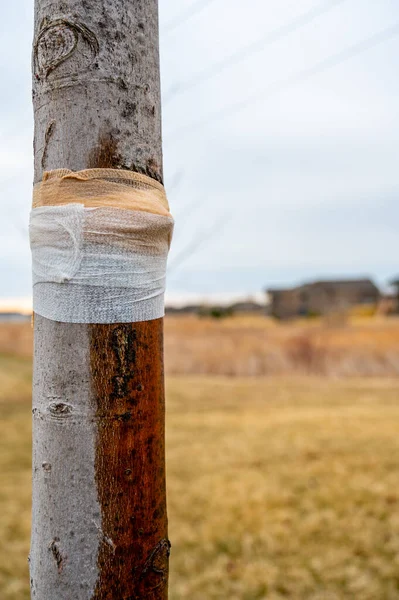 Κατεστραμμένο δέντρο με χυμό να κλαίει κάτω από το φλοιό και προστατευτικό επίδεσμο τυλίξτε — Φωτογραφία Αρχείου