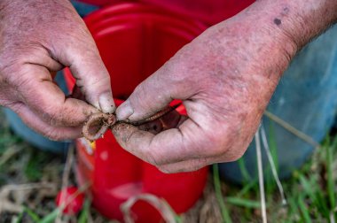 Kafkas elleri canlı yem olarak kullanmak için kancaya solucan takıyor.