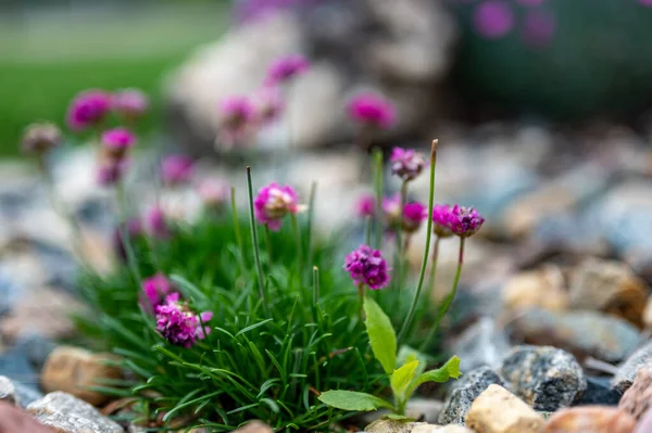Dekoratif çiçeklerin arasına saklanmış tek bir devedikeni otuna odaklan.
