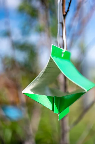 Trampa pegajosa de polilla de árbol frutal con señuelo de feromonas para monitorear infestaciones de insectos adultos — Foto de Stock