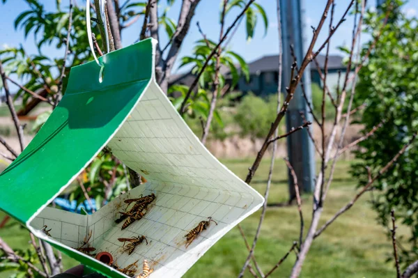 Trampa pegajosa de polilla de árbol frutal con señuelo de feromonas para monitorear infestaciones de insectos adultos —  Fotos de Stock