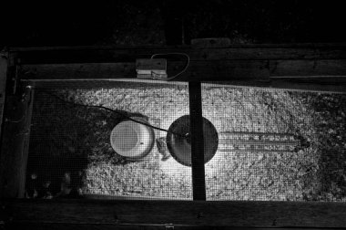 Tavuk kafesinin içindeki genç piliçler. Isıtıcı lamba, ahşap traş yatağı, yiyecek ve su.