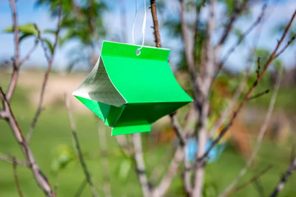 Trampa pegajosa de polilla de árbol frutal con señuelo de feromonas para monitorear infestaciones de insectos adultos —  Fotos de Stock