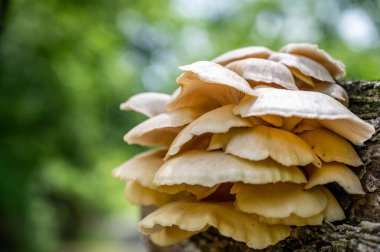 Ormanda çürüyen bir kütükte büyüyen beyaz istiridye mantarları.