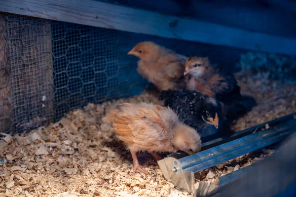 Young chicks inside a chicken brooder cage with a heat lamp, wood shaving bedding, food and water — Stock Photo, Image