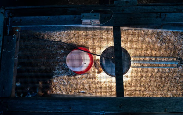 Pollitos jóvenes dentro de una jaula de pollo con una lámpara de calor, ropa de cama de afeitar de madera, comida y agua —  Fotos de Stock