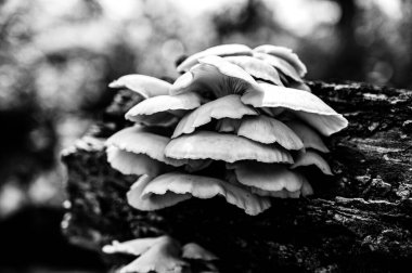 Ormanda çürüyen bir kütükte büyüyen beyaz istiridye mantarları.
