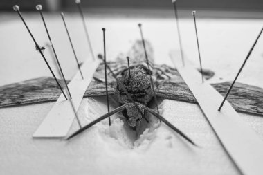 Kanatları köpük bir tahtaya yayılmış domates boynuzlu güve.