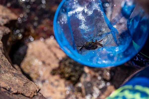 Catturare un granchio in una piscina di marea all'Acadia National Park, Maine, Stati Uniti — Foto Stock