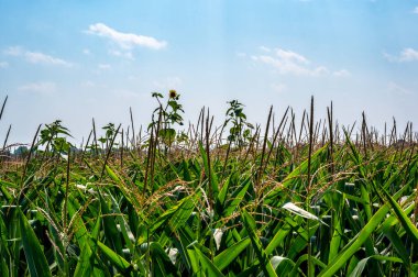 Ufuk çizgisine karşı dayanıklı otlar püsküllü mısır tarlasının üstünde