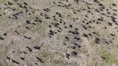 Güney Dakota Custer Eyalet Parkı 'ndaki bizon bufalo sürüsünün dairesel insansız hava aracı görüntüsü. Yüksek kalite 4k görüntü