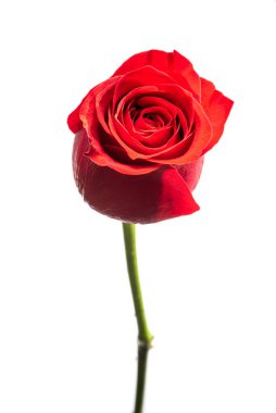 Beyaz arkaplanda izole kırmızı gül çiçeği