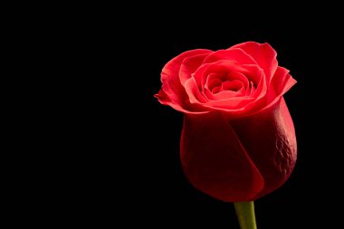 Kırmızı gül çiçeği siyah arkaplanda izole edilmiş.