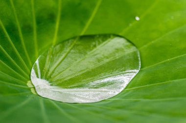 Lotus yaprağı ile su damlası