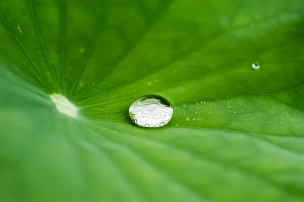 Lotus yaprağı ile su damlası — Stok fotoğraf