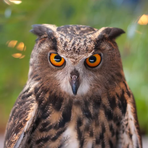 Búho águila — Foto de Stock