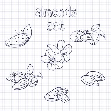 almonds clipart